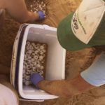 Group helps to rescue, relocate hawksbill sea turtle nest